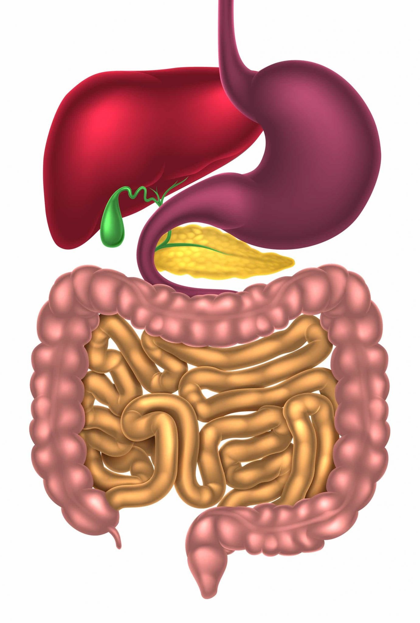 Органы желудок кишечник печень. Печень и желудочно-кишечный тракт. Желудок и кишечник человека. Печень желудок кишечник.