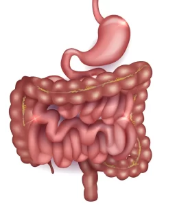 djt duodenum 1 880x1024